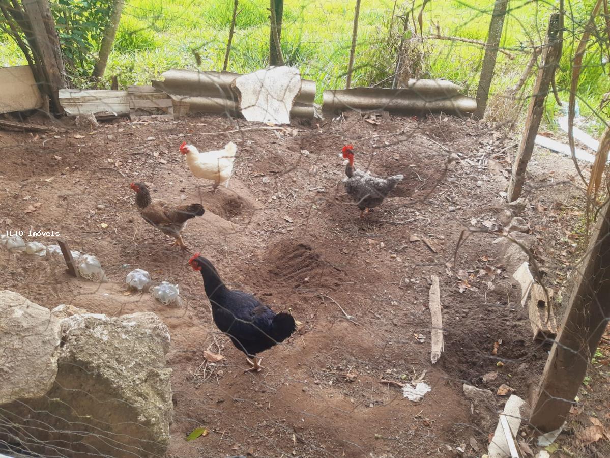 Sítio, 3 quartos, 2579 m² - Foto 4